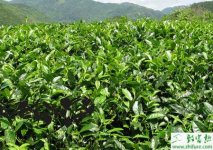 种茶叶测土配方施肥