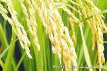 2018种水稻赚钱吗?水稻种植的利润与投资成