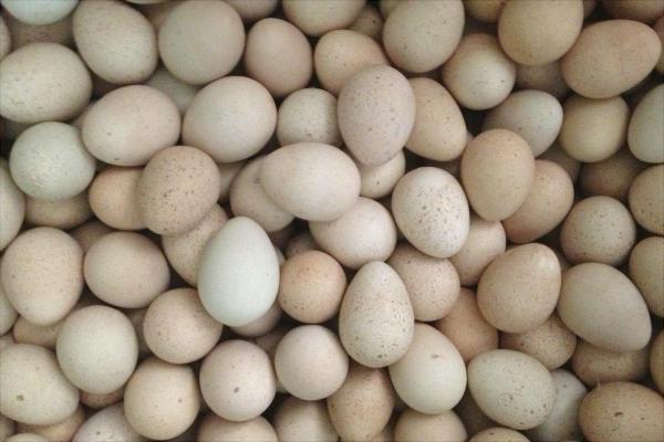 鹧鸪蛋的营养价值与功效作用