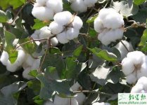 种棉花苗期病虫的防治