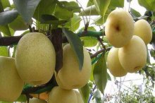黄金梨苗市场价格多少钱一棵,,黄金梨的栽培