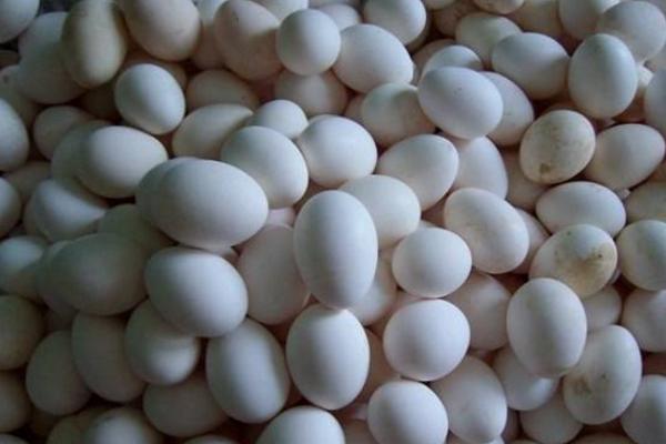 贵妃鸡蛋市场价格多少钱一个 贵妃鸡蛋蛋壳是什么颜色