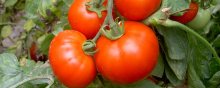 西红柿种植时间和技术,管理主要为除草和施