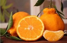 丑八怪橘子的功效与作用,丑八怪橘子营养价