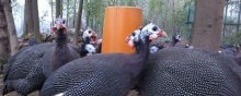 珍珠鸡的养殖方法,合理控制密度