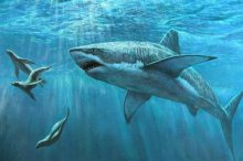 鲨鱼骨的功效与作用及禁忌,鲨鱼骨怎么吃