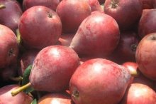 红梨市场价格多少钱一斤,红梨哪个品种最好