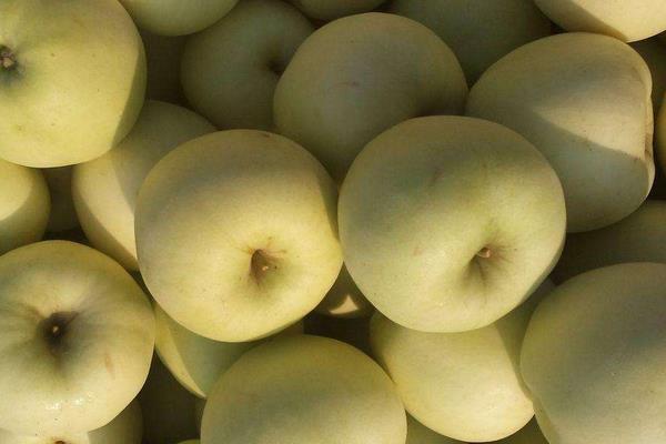 黄元帅苹果市场价格多少钱一斤 黄元帅苹果的营养价值