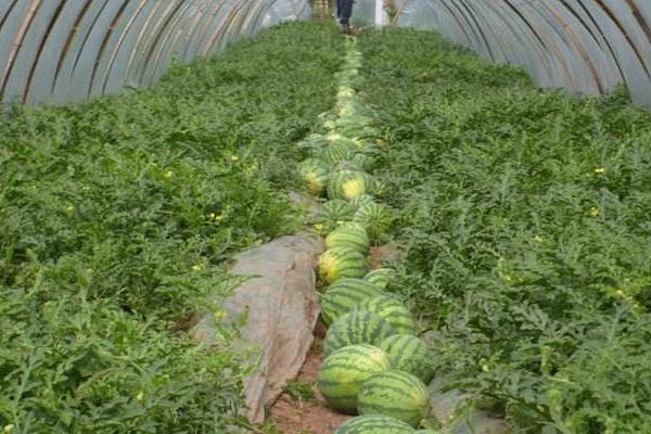 麒麟西瓜种子市场价格多少钱一斤 麒麟西瓜种子种植方法