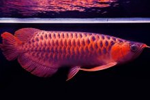 红龙鱼市场价格多少钱一条,红龙鱼的寿命是