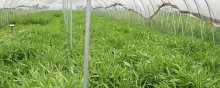 空心菜育苗方法和时间,4至7月育苗种植,北方