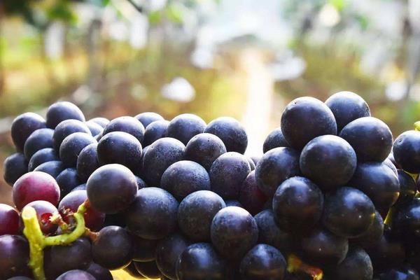 夏黑无核葡萄市场价格多少钱一斤 孕妇可以吃夏黑葡萄吗