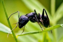黑蚂蚁市场价格多少钱一斤,什么人不适合吃