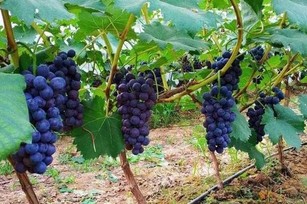 黑宝石葡萄价格多少钱一斤