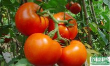 如何让西红柿结果更多更好?
