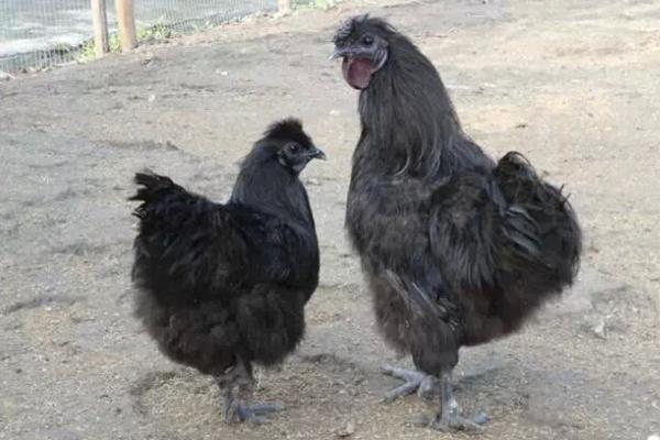 黑凤鸡可以长多大 黑凤鸡蛋好吗