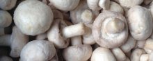 双孢菇市场价格多少钱一斤,双孢菇产地在哪