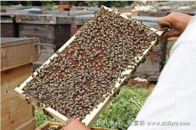 养蜂证怎么办理