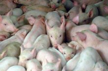 15公斤仔猪市场价格多少钱,养猪成本与利润