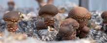蘑菇菌包怎么种植更快