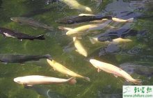 浅析半咸水饲养虹鳟鱼的鱼病的防治