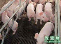 夏天养猪怎么样加强防暑降温工作?