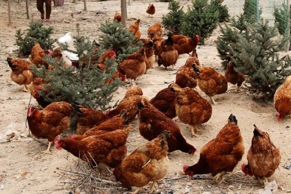 科学林下散养养鸡技术 散养放养鸡怎么养长得快