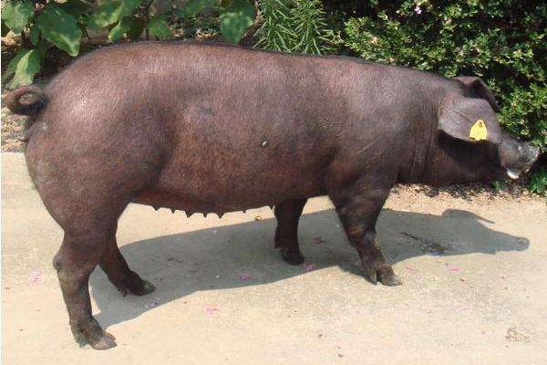 梅山母猪市场价格多少钱一斤 梅山母猪一头多少钱