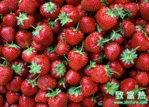 草莓繁苗田的管理措施