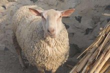 夏洛莱羊市场价格多少钱一头,夏洛莱羊一年