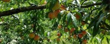 桃树重茬解决方法,选择合适肥料,注意浇水方