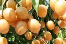 黄皮果树苗市场价格多少钱一棵,,黄皮果树的