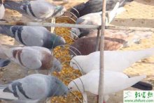 养殖鸽子的不同生产期做好防病工作