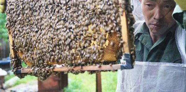 养蜂初学者该怎么做 蜜蜂快速繁殖技术