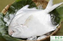 养殖淡水白鲳鱼苗越冬的技术