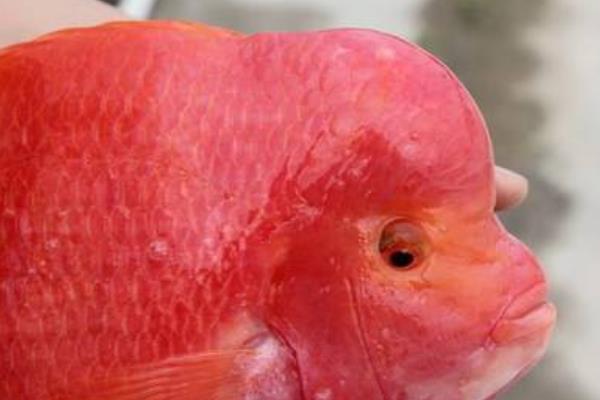 鹦鹉鱼眼睛凸出来是什么病 鹦鹉鱼一般能活多少年