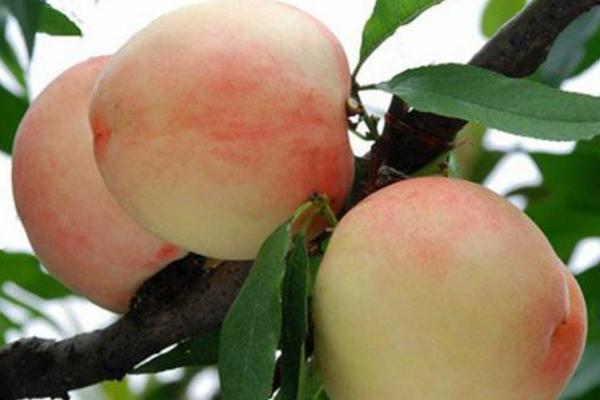 水蜜桃怎么种 水蜜桃种植方法与注意事项