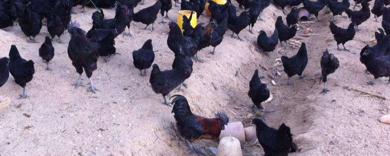 黑凤鸡可以长多大 黑凤鸡蛋好吗