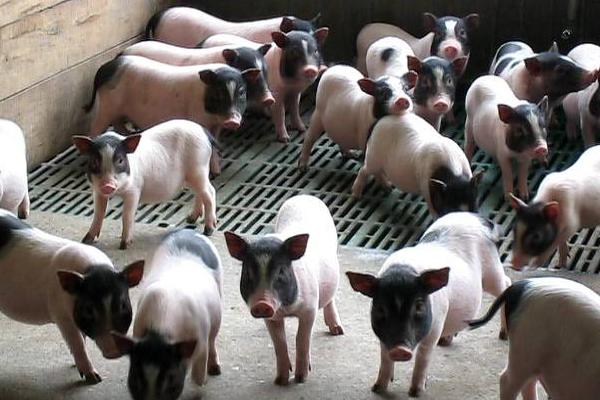 养殖巴马香猪赚钱吗 巴马香猪养殖成本分析