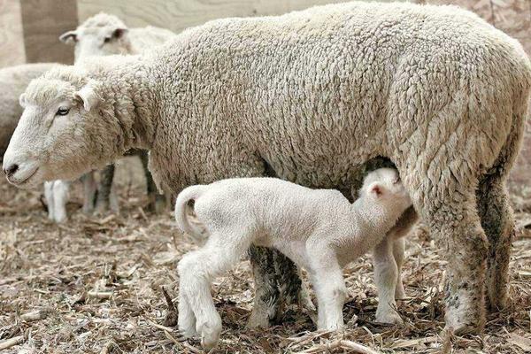 母羊不发情怎么办 繁殖母羊的饲养技术