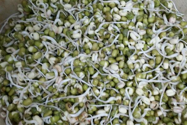 用土怎么种绿豆芽的方法 发绿豆芽最快的方法