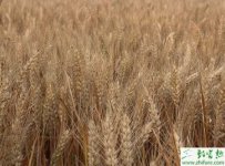 种冬小麦配方施肥的肥料品种选择