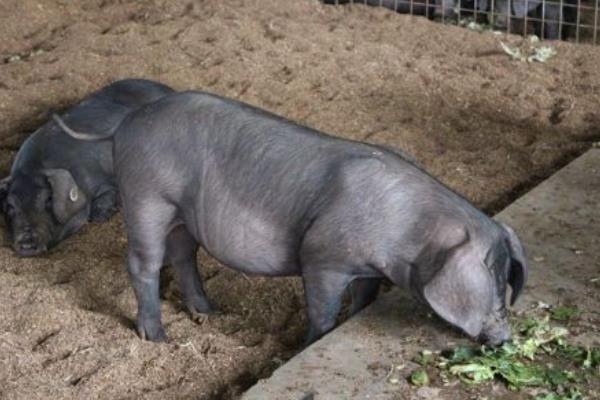 梅山母猪市场价格多少钱一斤 梅山母猪一头多少钱