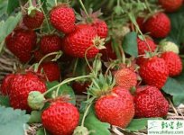 大棚草莓畸形果的防治