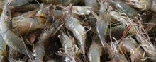 河虾苗价格多少钱一斤?品种及地区地区不同