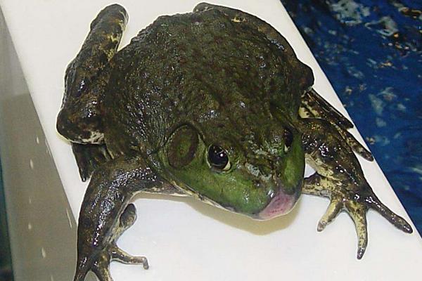 牛蛙养殖对环境的危害