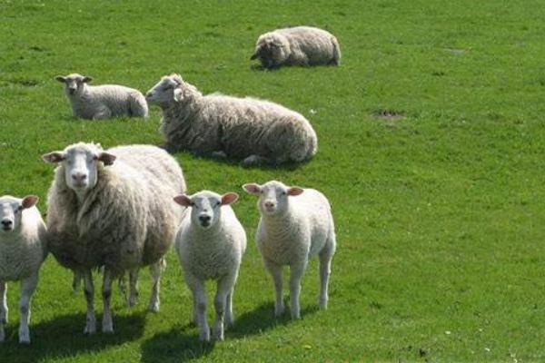 母羊不发情怎么办 繁殖母羊的饲养技术