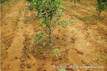 柑桔幼树管理技术