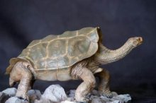象龟好养吗,象龟的寿命可达多少岁