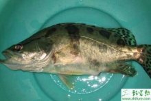 人工养殖鳜鱼如何捕捞的技巧